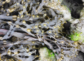 Seaweeds